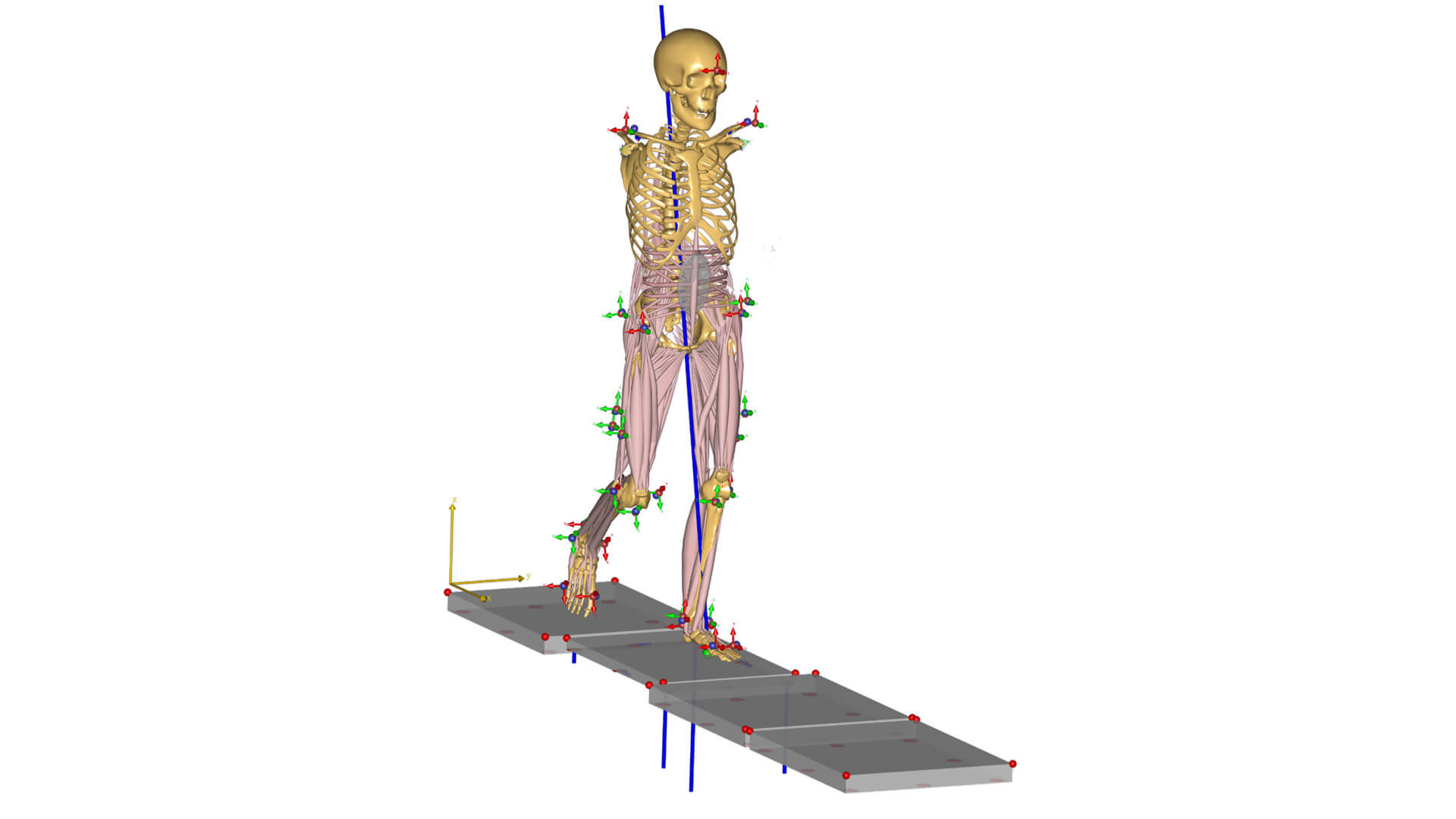 Musculoskeletal modeling for the evolutionary biologist: A primer