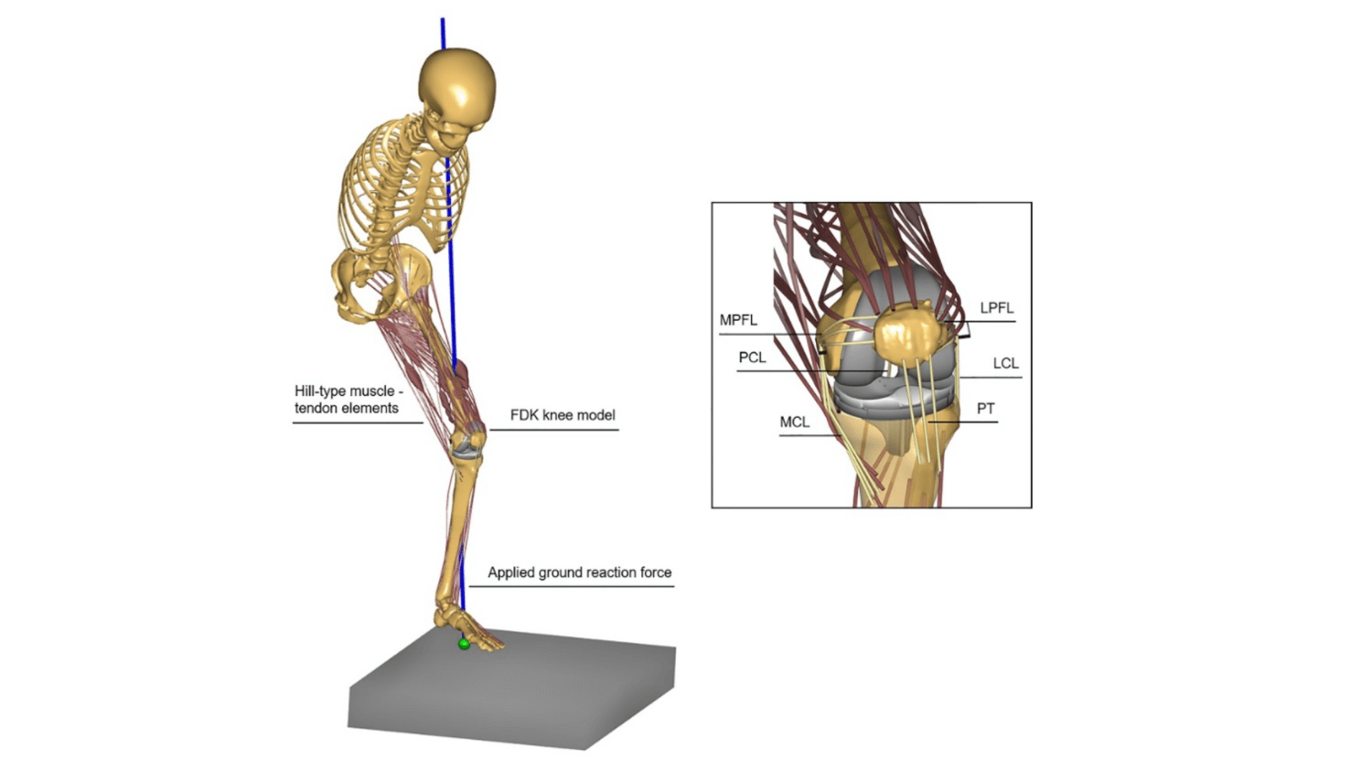 Knee  ditki medical and biological sciences