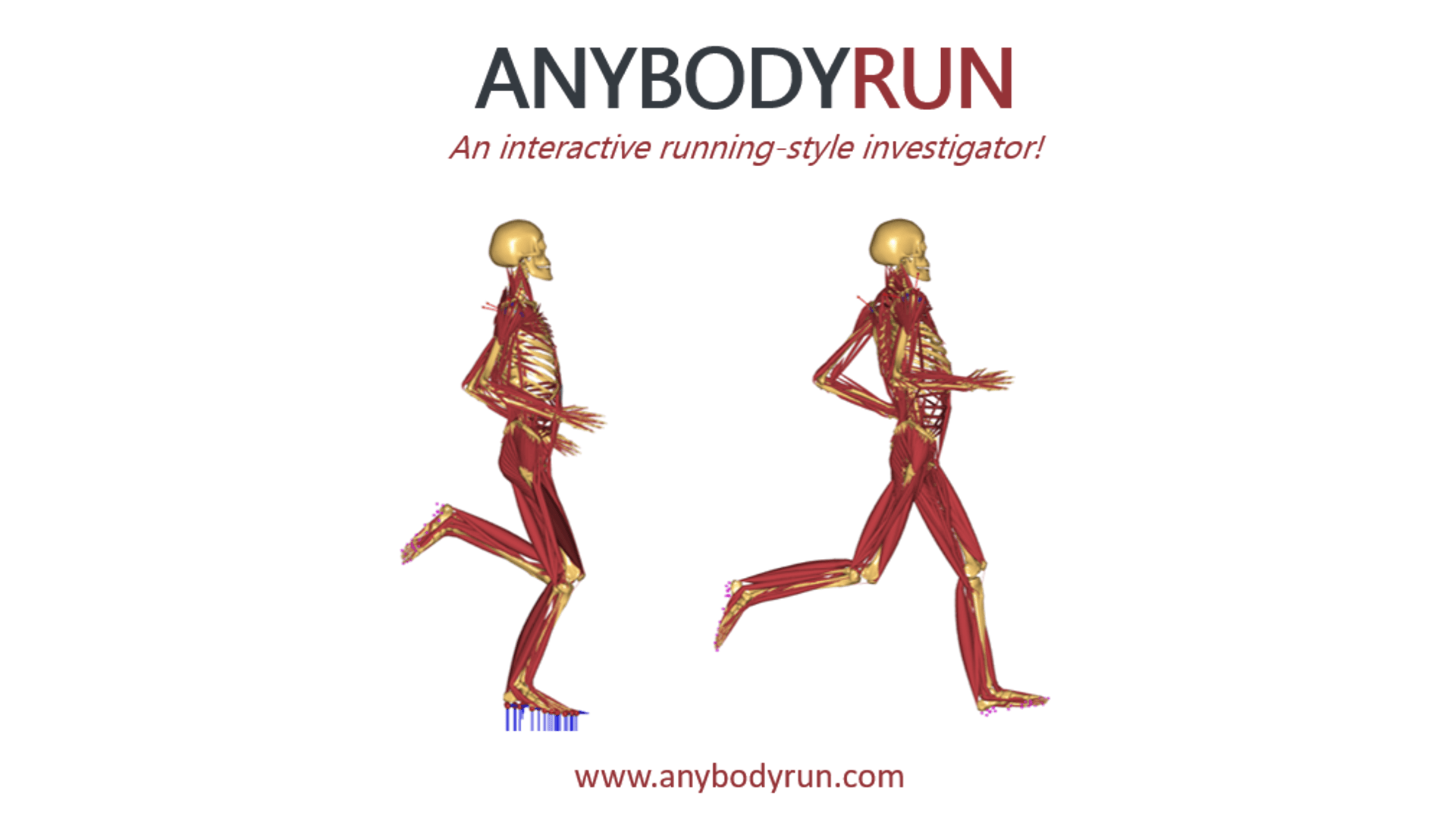 Introduction to AnyBodyRun – A web application for running biomechanics