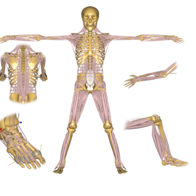 AMMR body parts