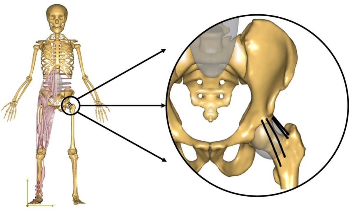 The Role Of The Anterior Hip Capsule In Daily Hip Performance