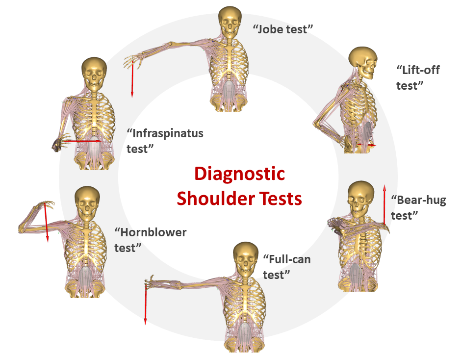 Rotator cuff 2025 tests