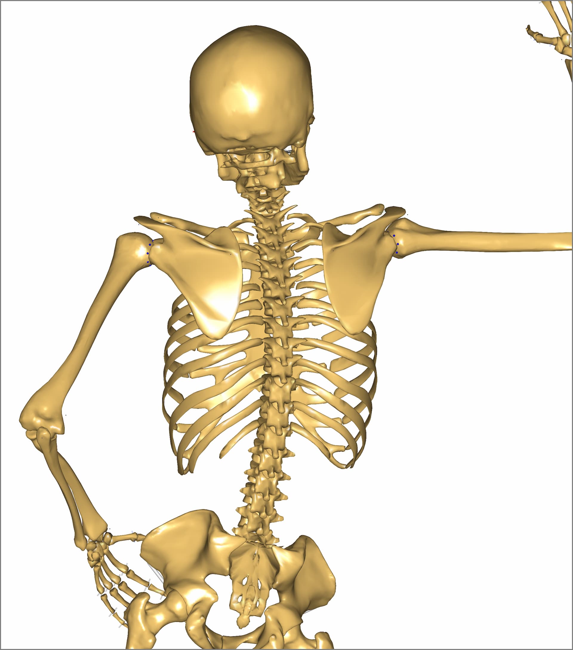 Joint biomechanics, software, simulation, Biology Diagrams