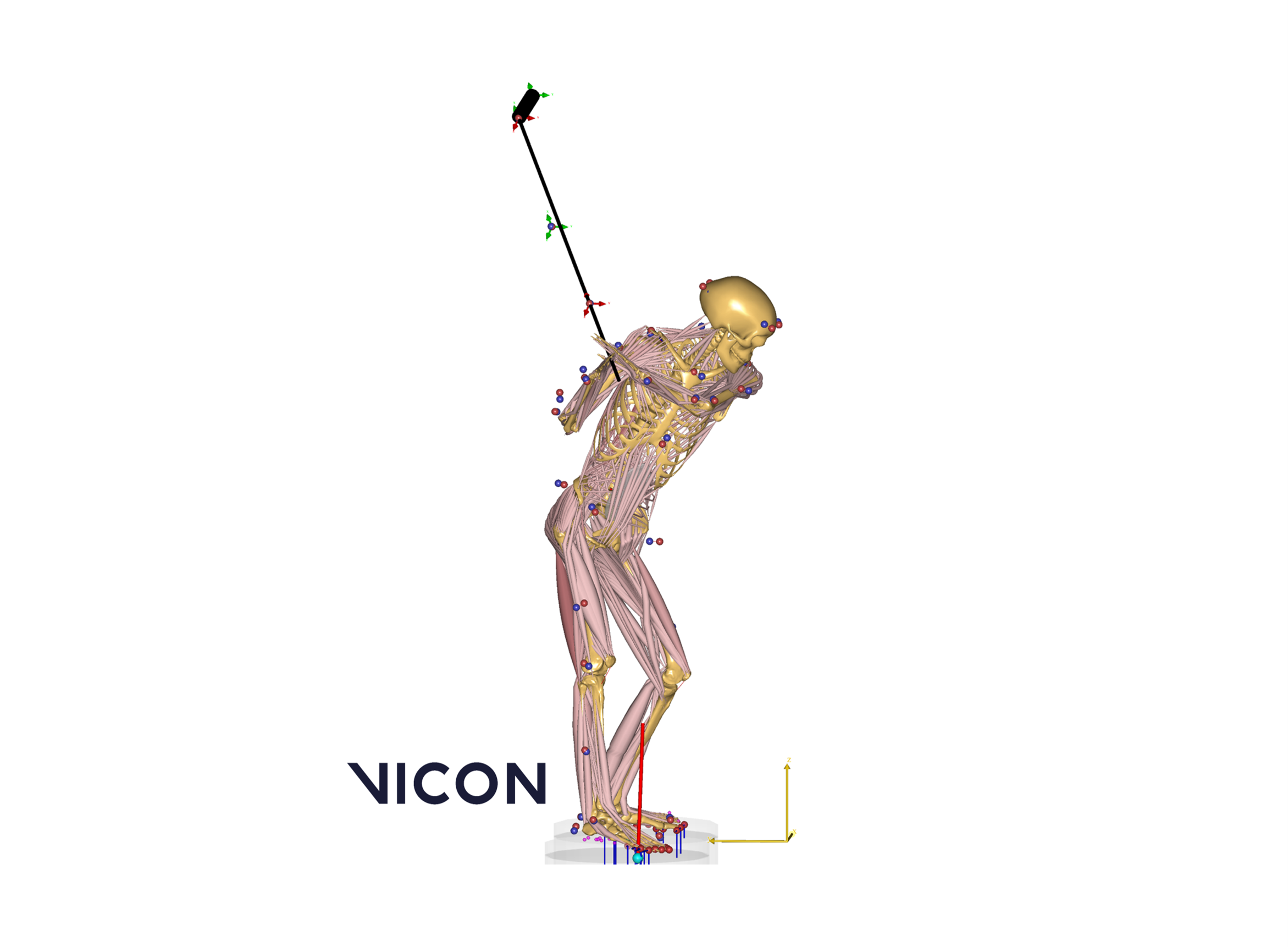 Vicon Motion Capture Golf Swing