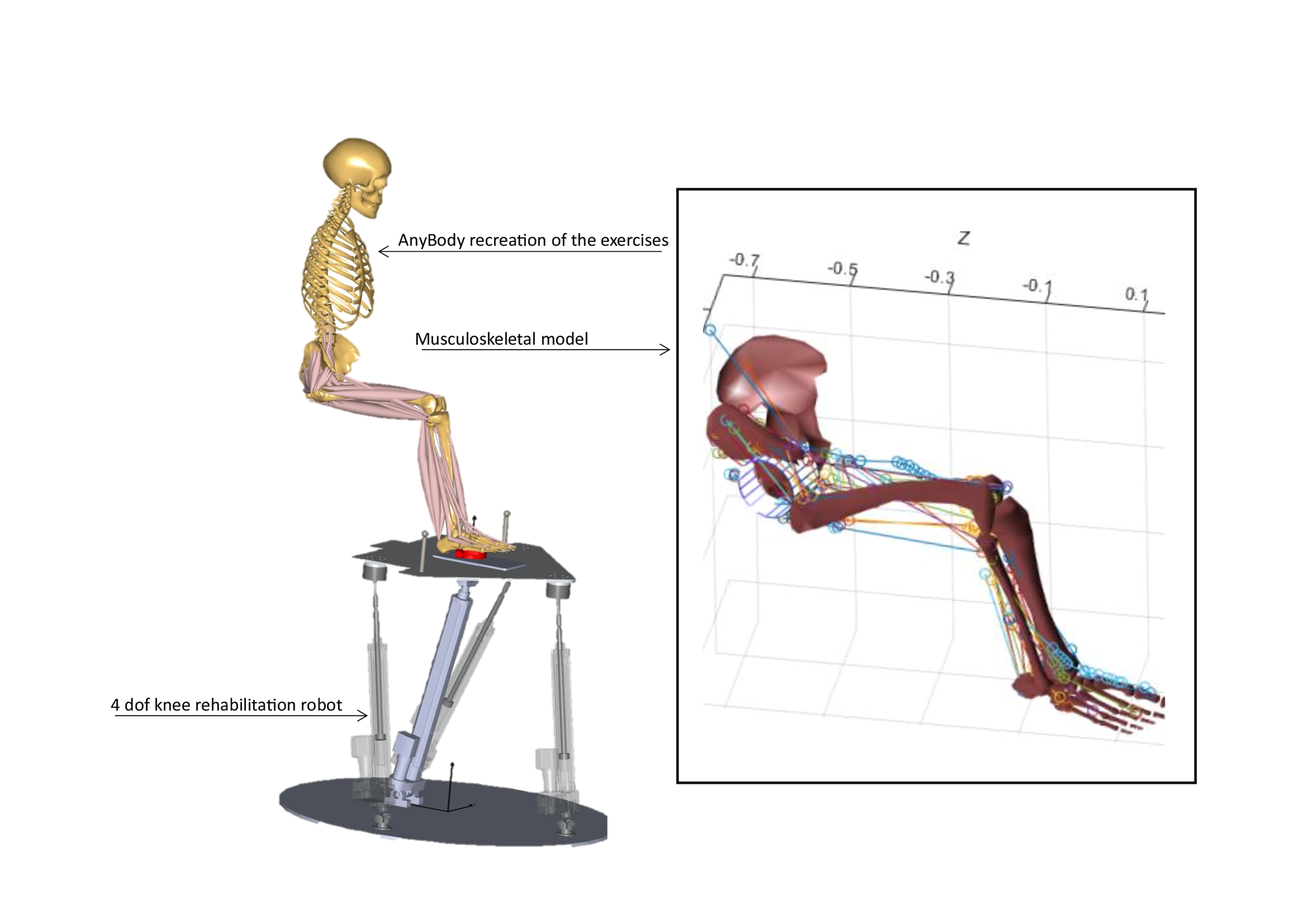 Validation of a real-time musculoskeletal model with AnyBody - Resolution of the inverse dynamics of musculoskeletal model of the lower limb validated with AnyBody.