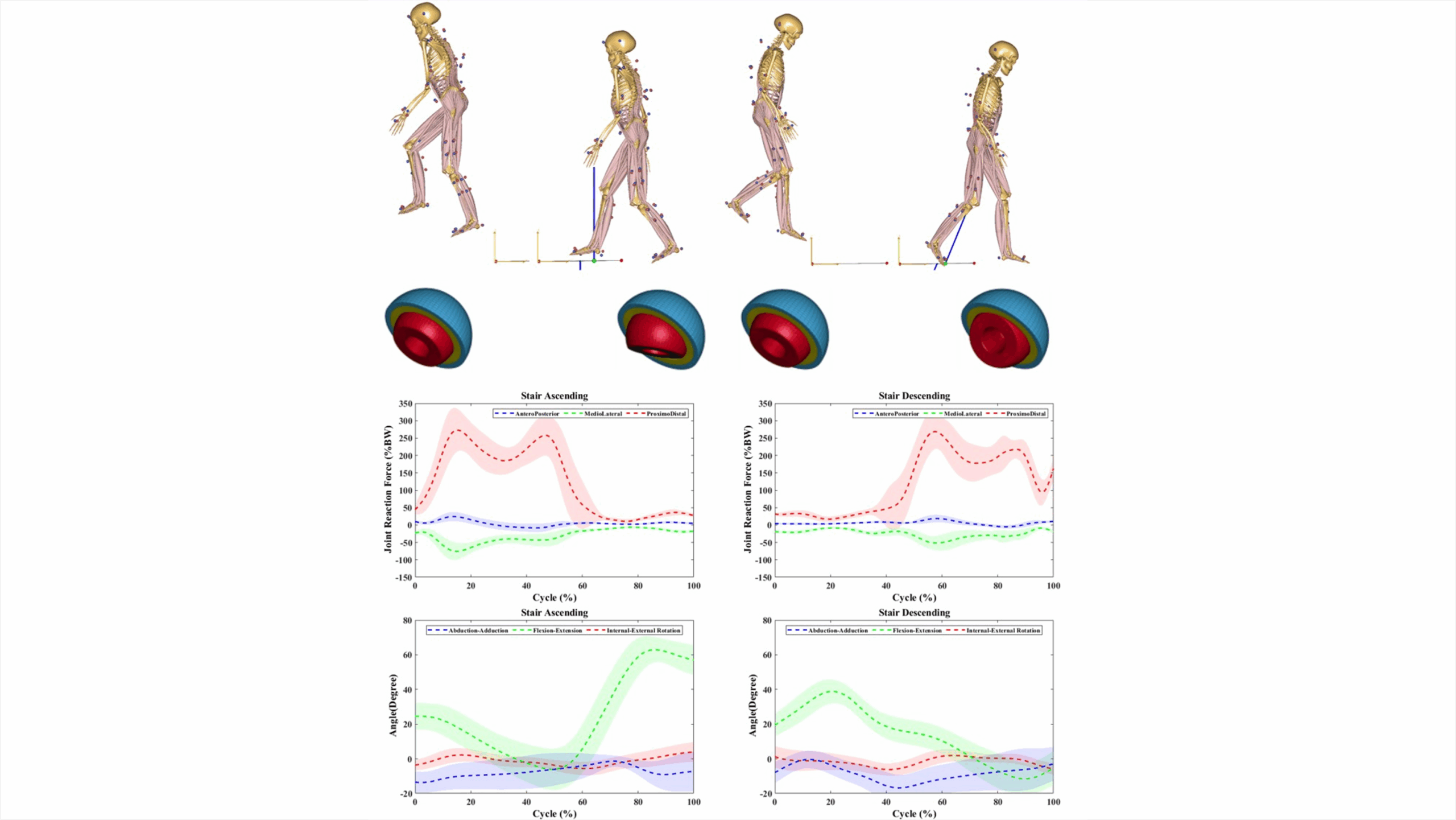 Stair ascending and descending activities on the lifespan of hip implants